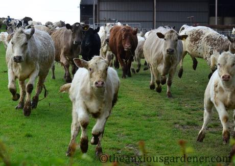 A Stampede Of Cows