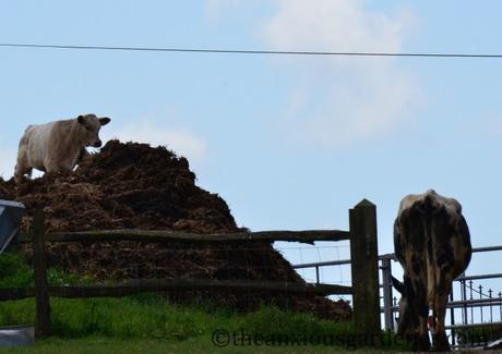 A Stampede Of Cows