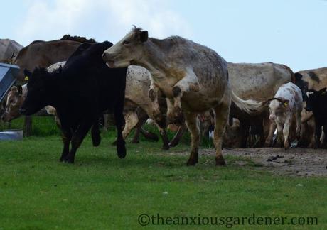 A Stampede Of Cows