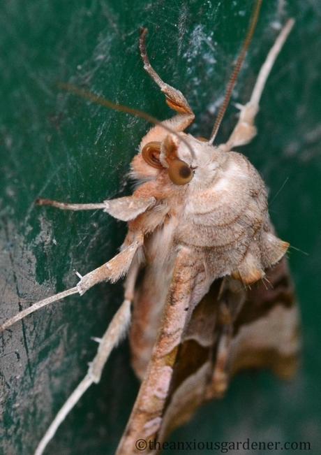 Angle Shades And A Competition