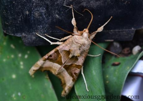 Angle Shades And A Competition