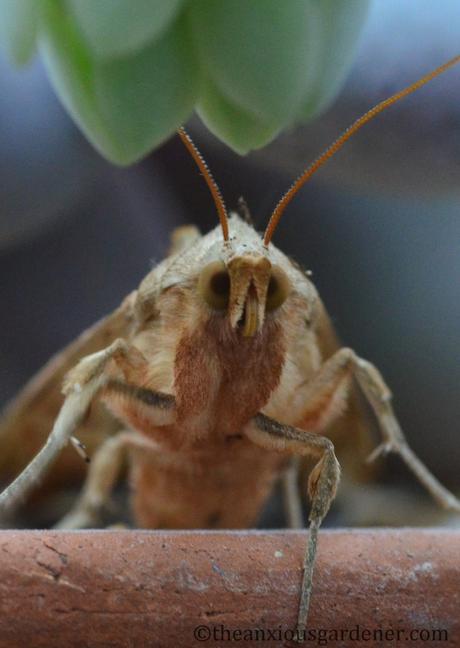 Angle Shades And A Competition