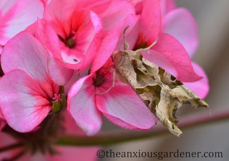 Angle Shades And A Competition