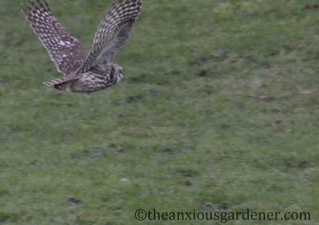 Little Owl