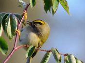 Goldcrest