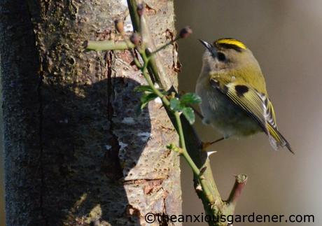 Goldcrest