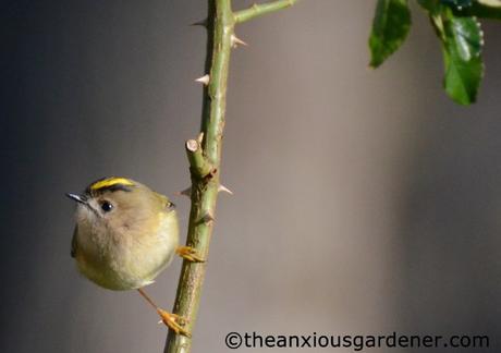 Goldcrest
