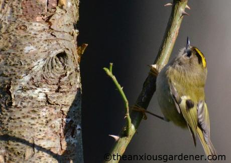 Goldcrest