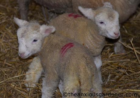 Lambs And Calves. Again.