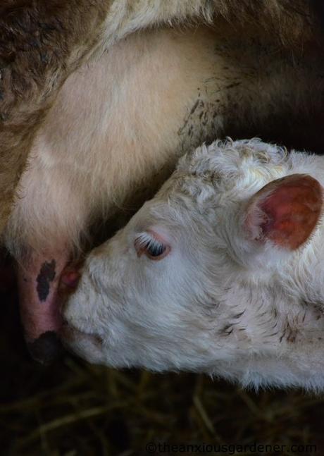 Lambs And Calves. Again.