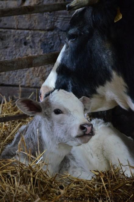 Lambs And Calves. Again.