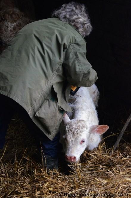 Lambs And Calves. Again.