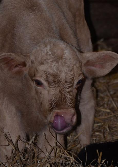 Lambs And Calves. Again.