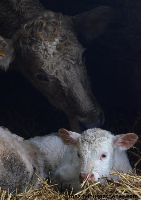 Lambs And Calves. Again.