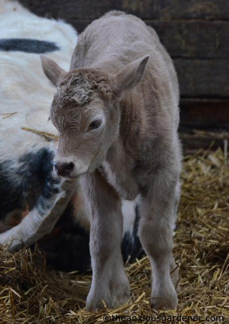 Lambs And Calves. Again.