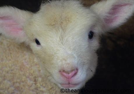 Lambs And Calves. Again.