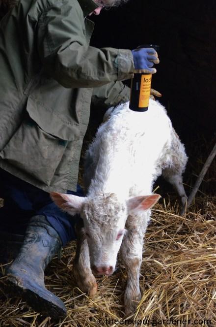 Lambs And Calves. Again.