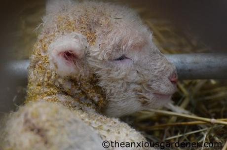 Lambs And Calves. Again.