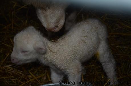 Lambs And Calves. Again.
