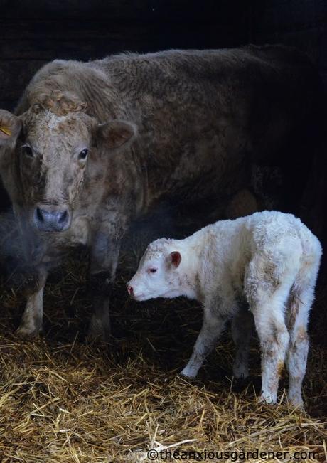 Lambs And Calves. Again.