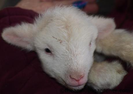 Lambs And Calves. Again.