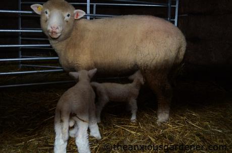 Lambs And Calves. Again.