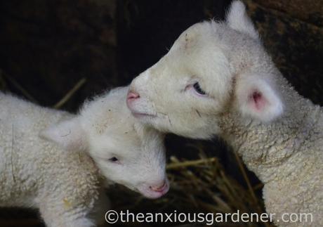 Lambs And Calves. Again.