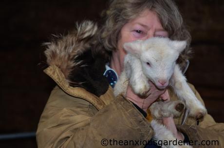 Lambs And Calves. Again.
