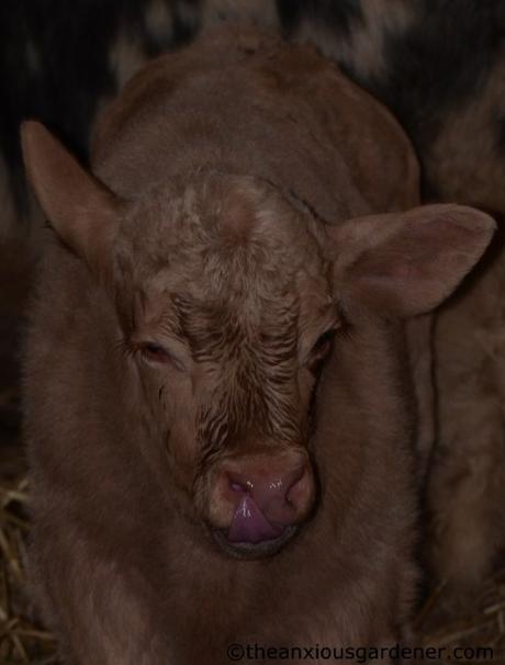 Lambs And Calves. Again.