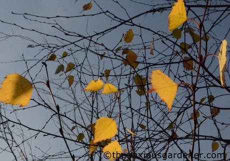 Autumn Snapshots