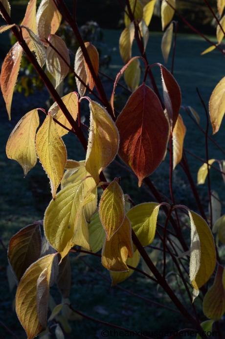 Autumn Snapshots