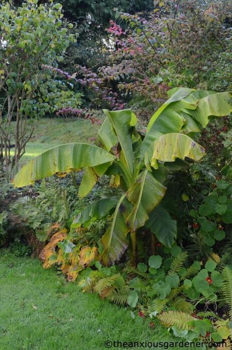 The Tropical Border Revisited