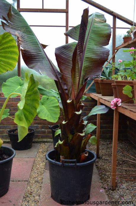 The Tropical Border Revisited