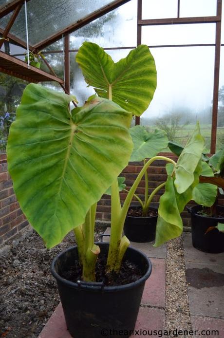 The Tropical Border Revisited
