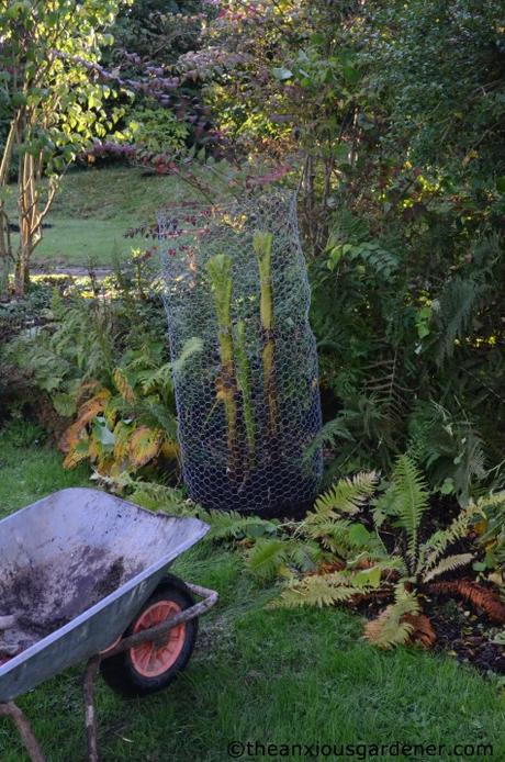 The Tropical Border Revisited