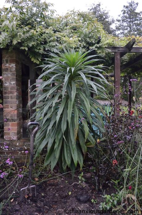 The Tropical Border Revisited