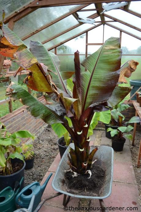 The Tropical Border Revisited