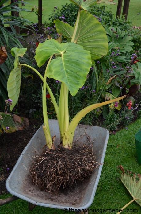 The Tropical Border Revisited