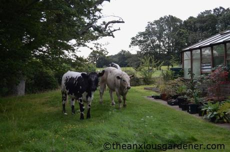 Cows In The Asparagus Cows In The Asparagus