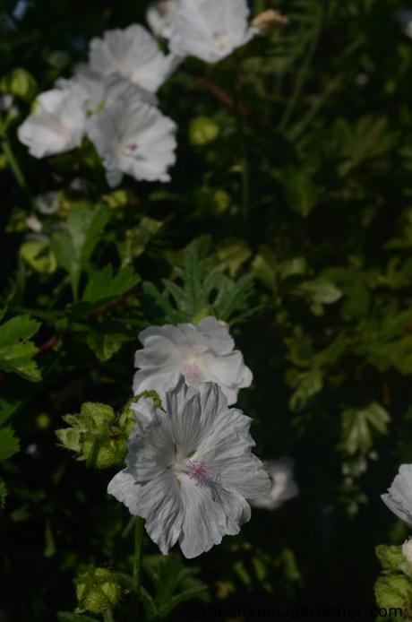 Wild Places, Wild Flowers – Summer