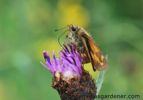 Strangers On My Knapweed