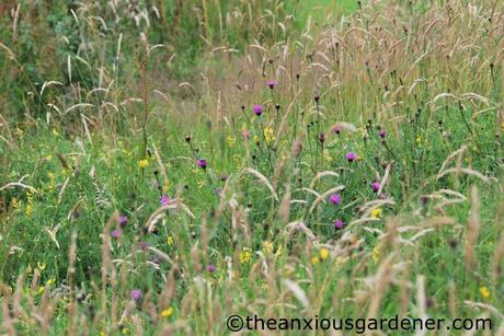 Strangers On My Knapweed