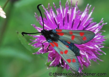 Strangers On My Knapweed