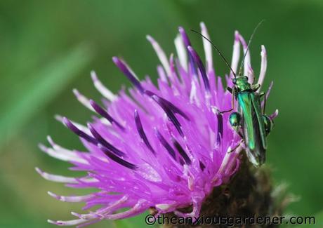 Strangers On My Knapweed