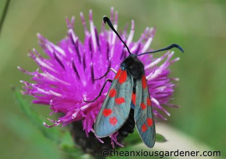 Strangers On My Knapweed