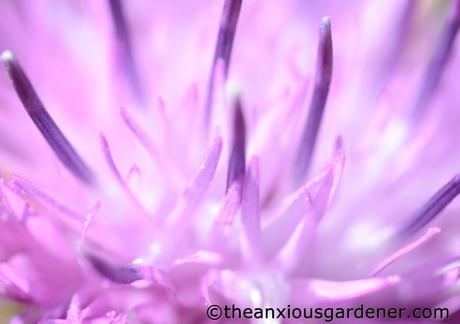 Strangers On My Knapweed