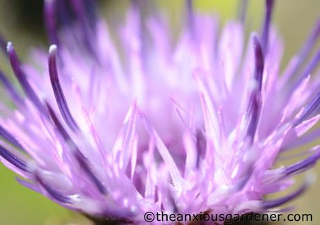 Strangers On My Knapweed