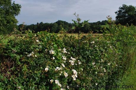Cutting The Mixed Hedging