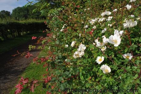 Cutting The Mixed Hedging