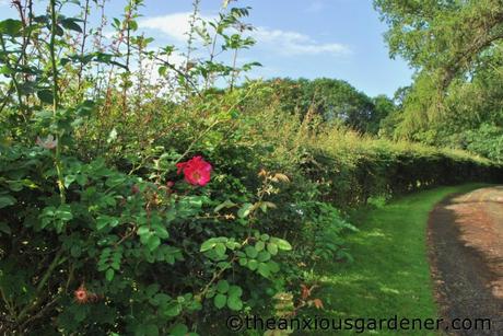 Cutting The Mixed Hedging